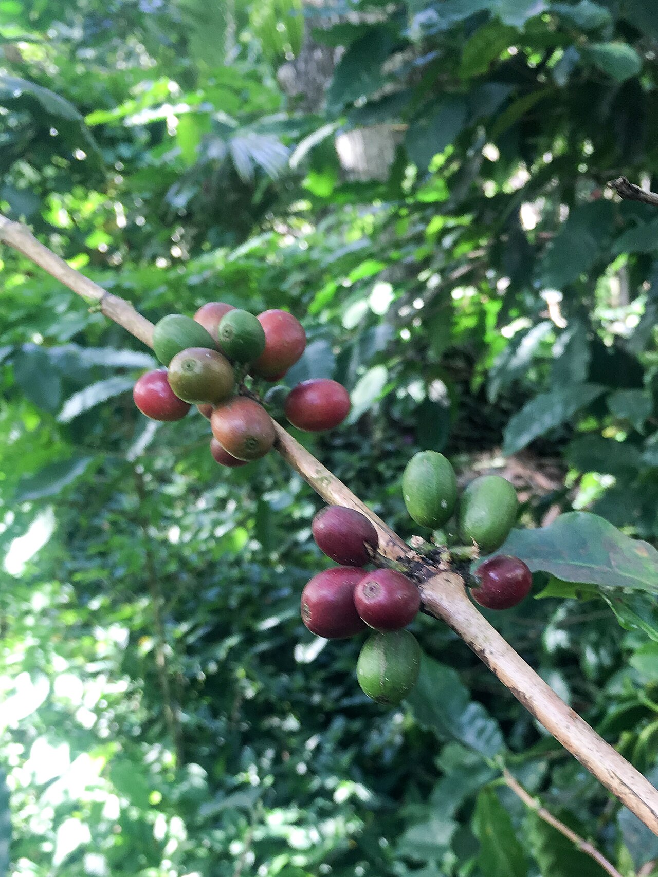 Ripe red and green coffee cherries clustered on a branch.