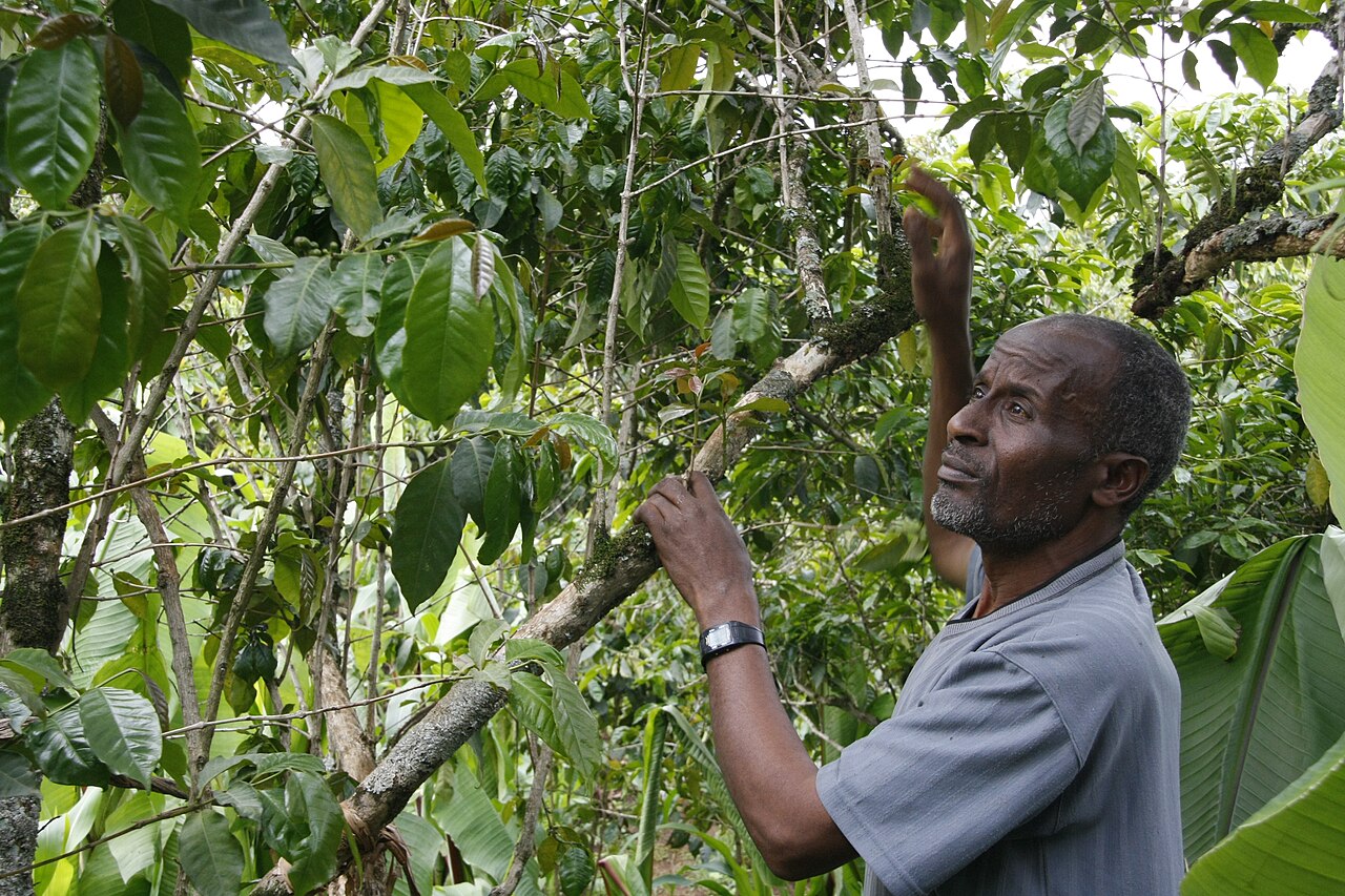 An Ethiopian coffee farmer inspecting his trees in a forest canopy.
