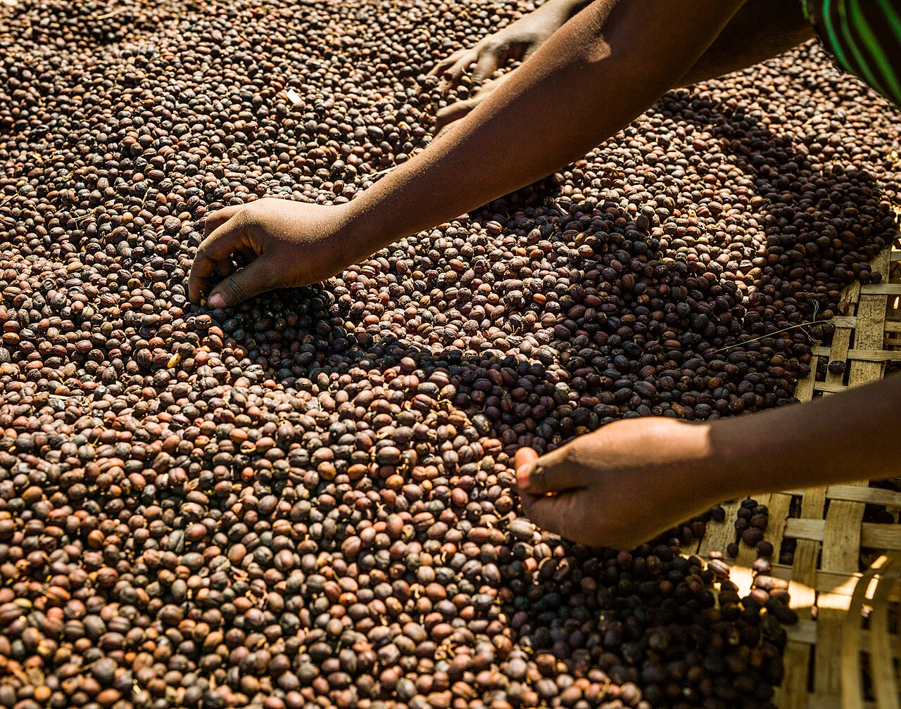Two pairs of hands sorting parchment coffee on raised beds, near Hawassa, Sidama region.
